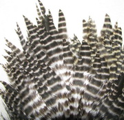 ������� ���� Hen feathers ������ dry wet